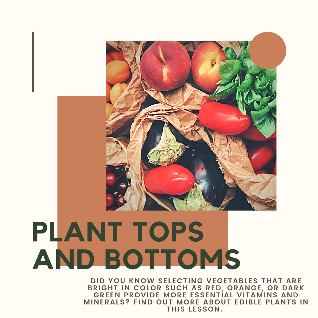 Plant Tops and Bottoms